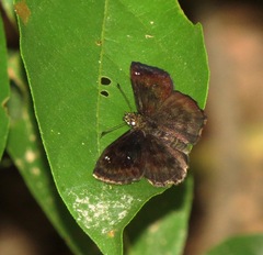 Staphylus hayhurstii