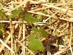 Acer
