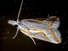 Arotrophora arcuatalis