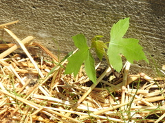 Acer