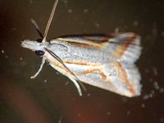 Arotrophora arcuatalis