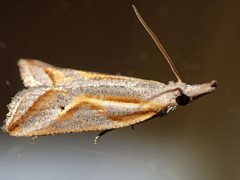 Arotrophora arcuatalis