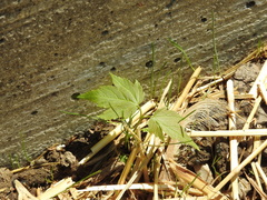 Acer