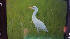 Bubulcus ibis coromandus