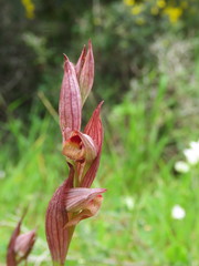Bilamellaria