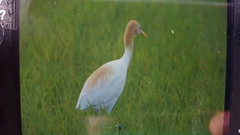 Bubulcus ibis coromandus