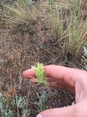 Castilleja thompsonii