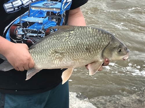 Quillback (Carpiodes cyprinus) — Catostomidae — 2