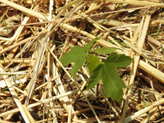 Acer
