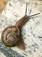 Helminthoglypta stageri