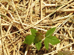 Acer