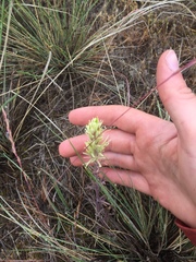 Castilleja thompsonii