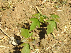 Acer