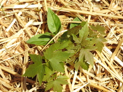 Acer