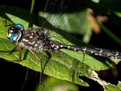 Austroaeschna multipunctata