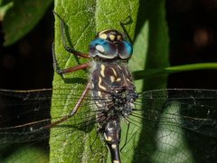Austroaeschna multipunctata
