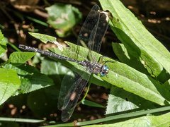 Austroaeschna multipunctata