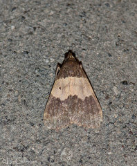 Hydrillodes plicaloides