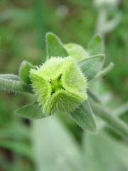 Cynoglossum columnae