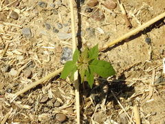 Acer