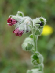 Cynoglossum columnae