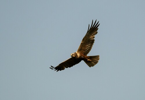 Western Marsh Harrier