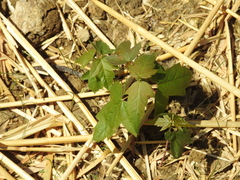 Acer