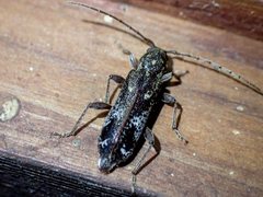 Phacodes