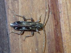 Phacodes