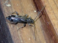 Phacodes