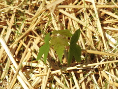 Acer