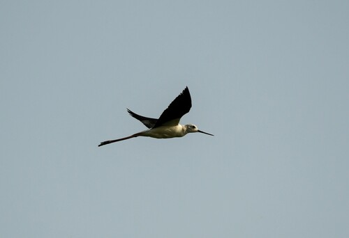 Black-winged Stilt