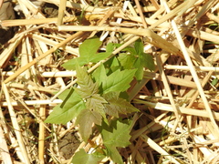 Acer