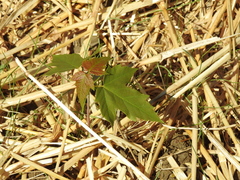 Acer