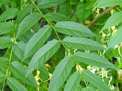 Ailanthus altissima