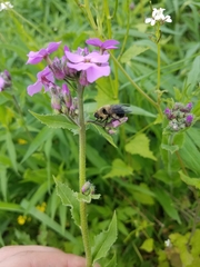 Cephenemyia