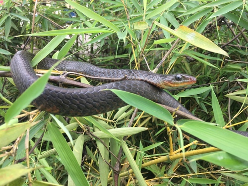Photo of a Wagler's Sipo (Chironius scurrulus)