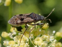 Euander lacertosus