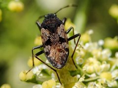 Euander lacertosus