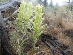 Castilleja thompsonii