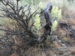 Castilleja thompsonii