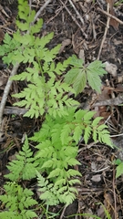 Cystopteris protrusa