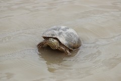 Trachemys gaigeae