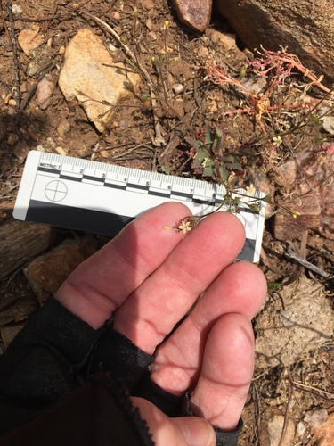 Coastal gilia (Gilia diegensis)