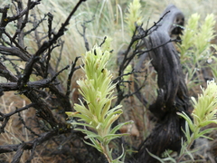 Castilleja thompsonii