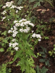 Stevia serrata