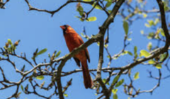 Cardinalis