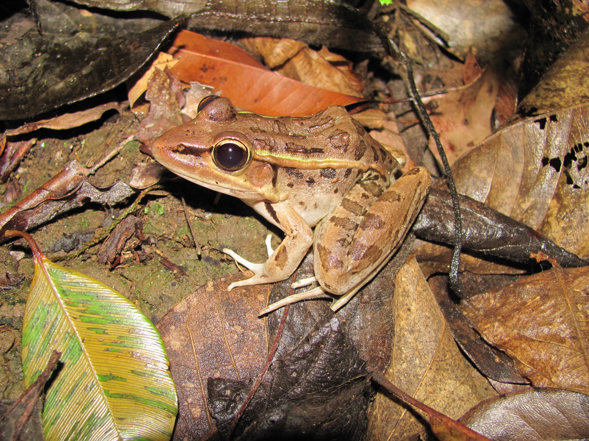 Mascota Rana Leopardo Del Sur