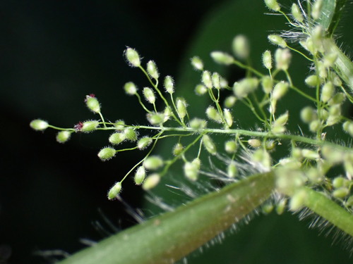 Image of peat grass by (c) W Rao, some rights reserved (CC BY)
