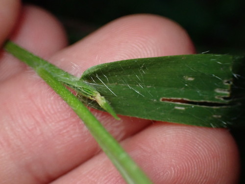 Image of Dichanthelium lanuginosum by (c) W Rao, some rights reserved (CC BY)